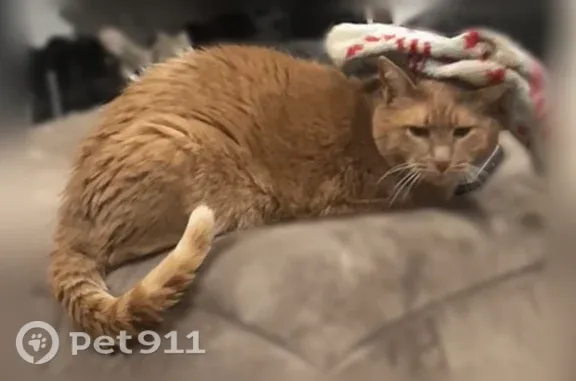 Lost cat, Benson Street, 36, South Middleboro, Middleborough Center — male, buff-colored and friendly - photo