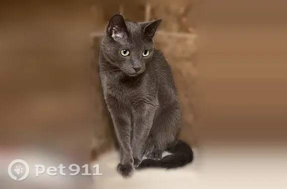 Lost cat, West Edgewood Avenue, 1739, Indianapolis — small grey male - photo