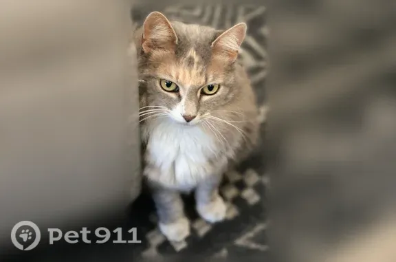 Lost and found pets Sacramento, photo: Lost cat, 10th Street, 329, Sacramento — female with a fluffy silver-gray coat