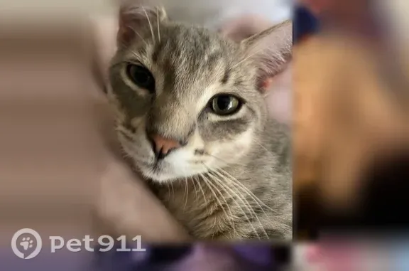 Lost cat, Elkmont Road, 305, Knoxville — male light grey tabby - photo