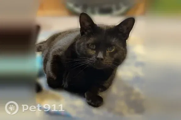Lost cat, Broadway, 70;80, North Attleborough, Attleboro — male with green eyes - photo
