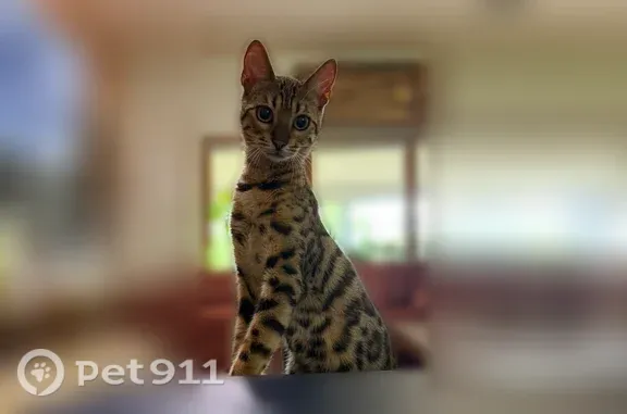 Lost and found pets Grove City, photo: Lost cat, Norton Road, 4156, Grove City — female, no collar, tan with black spots