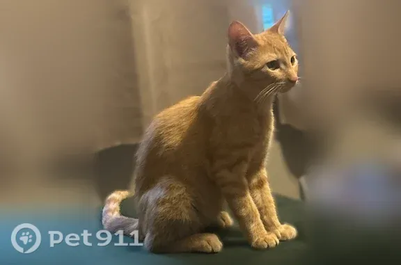 Lost cat, Prospect Avenue, 212, Buffalo — orange male kitten - photo