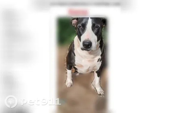 Lost dog, Woodlawn Avenue, 643, Lewisburg — 5-year-old female Staffordshire terrier - photo