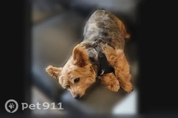 Lost and found pets Chicago, photo: Lost dog, North Rutherford Avenue, 2902, Chicago — male, brown with white around the eyes