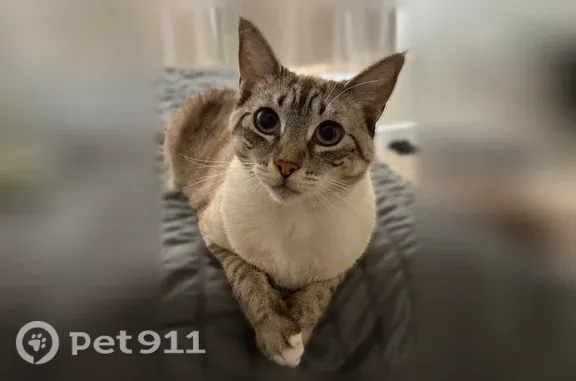 Lost and found pets Folsom, photo: Lost cat, School Street, 1309, Folsom, Folsom — female Siamese