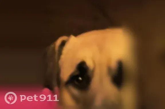 Lost and found pets Rocklin, photo: Lost male dog, Elcia Drive, 3755, Bakersfield, Rocklin — named Stryker, very active and loving
