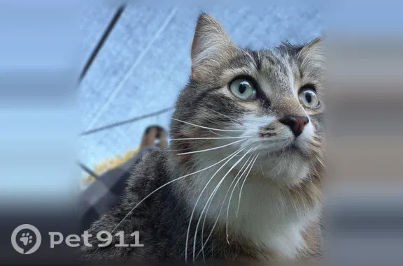 Lost male cat, East Owens Road, 801, Chattaroy — fluffy tail - photo