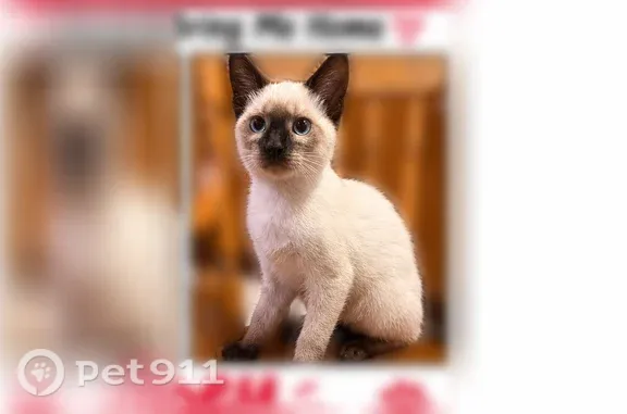 Lost cat, female, West 13th Street, 4946, Cicero - photo