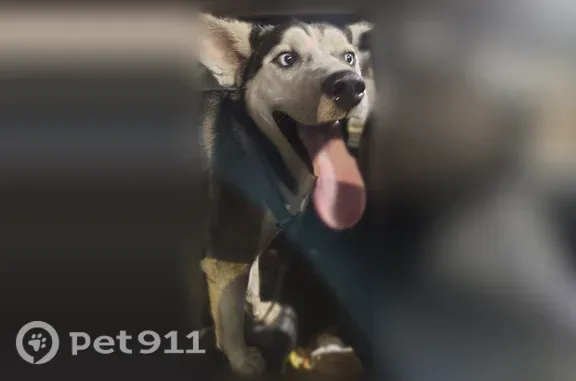 Lost dog, East Wheeler Street, 1741, Dyersburg, Detroit — male with electric blue eyes - photo