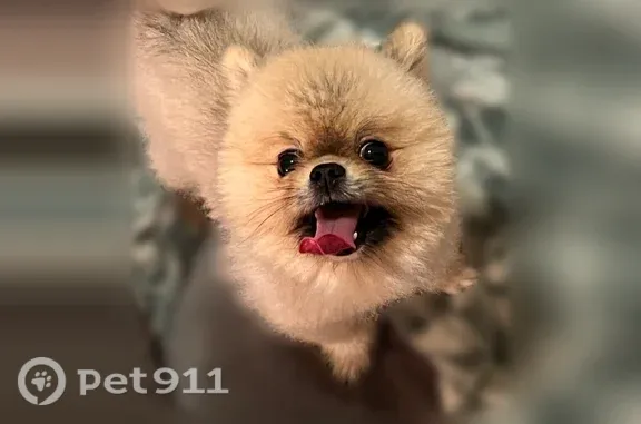 Lost dog, male, Radio Road, 9805, Houston — small Pomeranian with a black streak - photo