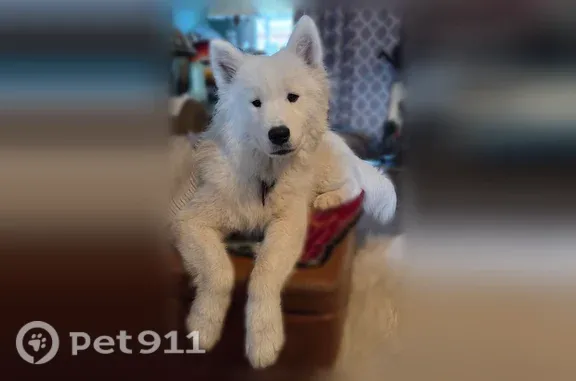 Lost and found pets Amarillo, photo: Lost dog, Southeast 3rd Avenue, 511, Amarillo — female Samoyed with collar and tag