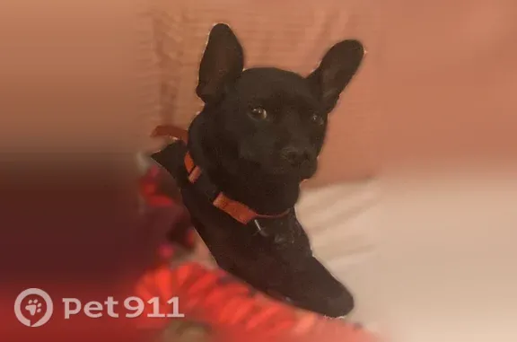 Lost dog, Lieutenants Run Drive, 105, Petersburg — male, gray chin, red collar - photo