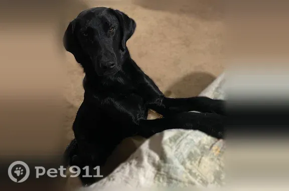 Lost dog, Pleasant Hill Road Northeast, Georgia, Toledo — may be from 136 to Redbud Road - photo
