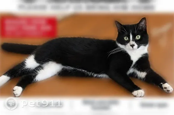 Lost and found pets Cincinnati, photo: Lost cat, Ault Park Avenue, 3759, Cincinnati — 2-year-old indoor-only tuxedo cat