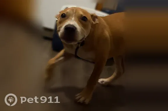 Found dog Austin, photo: Found dog, Austin, Texas, Austin — female with a black spiked collar