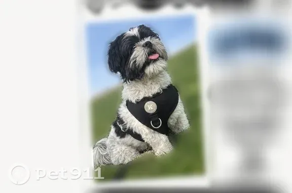 Lost dog, Chaffee Road, 1030, Fort Bliss — male Shih Tzu, calm and house-trained - photo