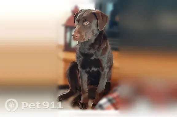 Lost and found pets Coeur d'Alene, photo: Lost dog, West Mahogany Road, 6618, Coeur d'Alene — female chocolate Lab, no collar
