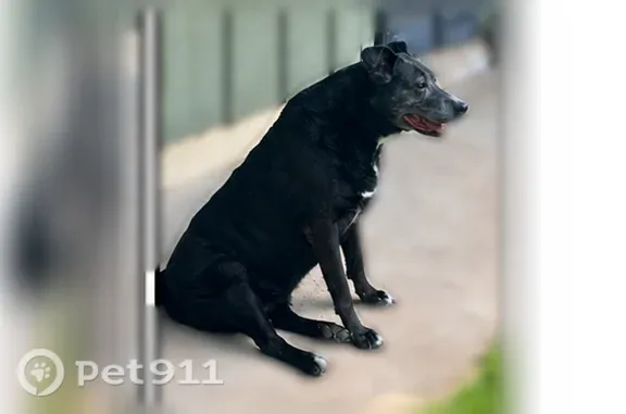 Lost and found pets Jackson, photo: Lost dog, female, Fairfax Circle, 930, Jackson, Jackson — 13 years old