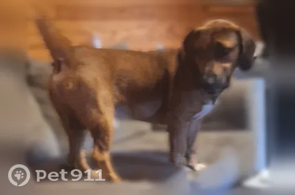 Lost dog, Inland Beach Road, 1127, Lucedale — male basset hound mix - photo