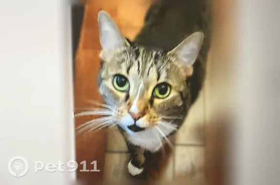 Lost cat, Southwest 44th Terrace, 8619, Ocala, Spring Hill — female brown tabby with white paws - photo