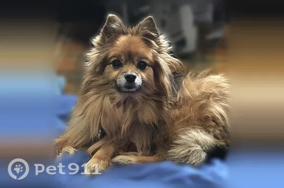 Lost and found pets St. Louis, photo: Lost dog, 98th Lane Northwest, 1200, Coon Rapids, St. Louis — female Pomeranian mix, mostly blind and deaf