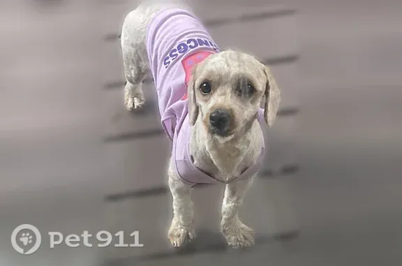 Lost and found pets Sacramento, photo: Lost dog, Knoxville, Tennessee, Sacramento — tan female named Kali