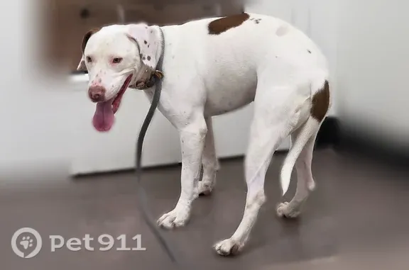 Lost dog, Bluebird Drive, 1350, Florissant — red coat and red heart tag - photo