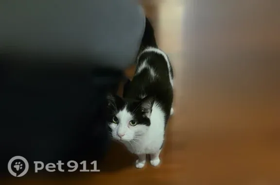 Lost and found pets Wylie, photo: Lost cat, Waterford Drive, 199, Wylie — black-and-white male with green eyes