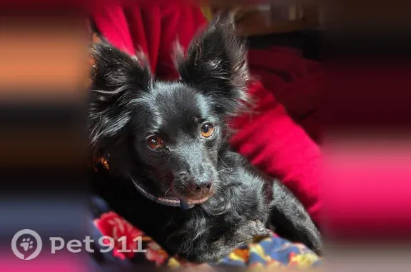 Lost and found pets Sacramento, photo: Found dog, Calvine Road, California, Sacramento — small male black dog with large flouncy ears