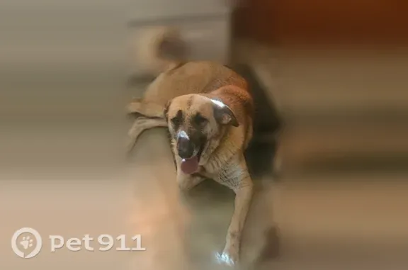 Lost and found pets Lancaster, photo: Lost dog, Boxwood Drive, Mesquite — female with a fluffy tail