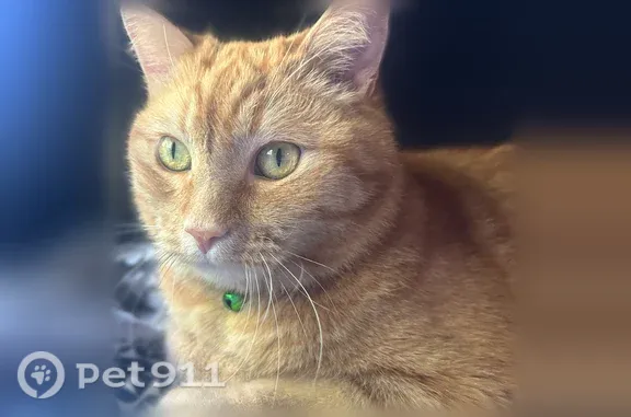 Lost cat, Single Trace, 14801, Austin, Schertz — male Domestic Medium Hair with orange stripes - photo