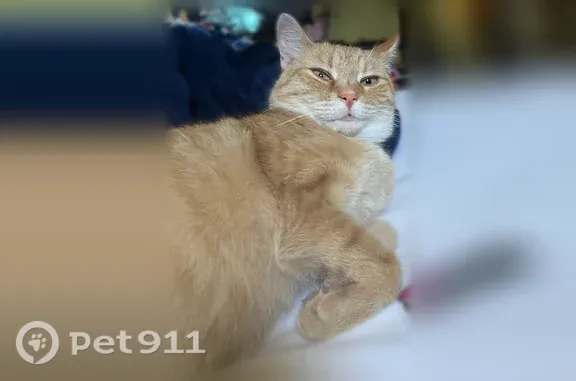 Lost cat, Willowdale Avenue, 925, Dayton — male with a loud, high-pitched meow - photo