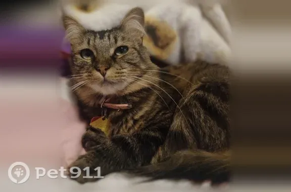 Lost female cat, Denton Street, 419, Howe — long-haired tabby with pink collar - photo