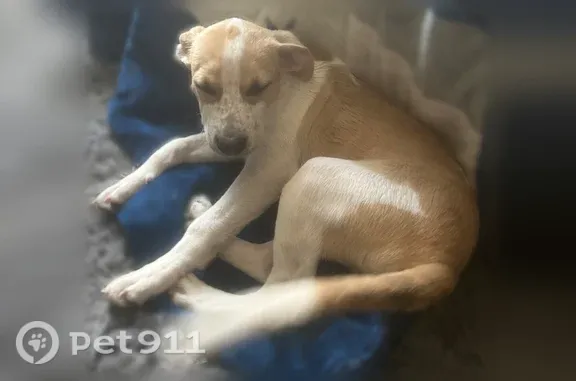 Lost and found pets Killeen, photo: Lost dog, East Fowler Avenue, 403, Killeen — female with black freckles on her nose