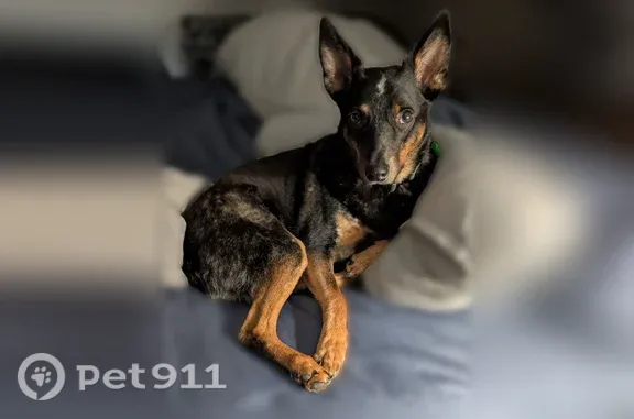Lost and found pets Harlingen, photo: Lost dog, Burns Road, 22357, Harlingen — male with an overbite