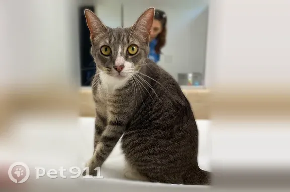 Lost female cat, Desoto County Line Road, Florida, Limestone — affectionate and responds to her name - photo