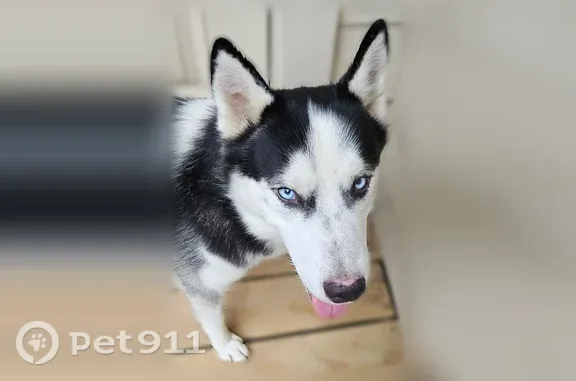Lost and found pets Conroe, photo: Found dog, North Main Street, 234, Conroe, Miami — large, obedient husky