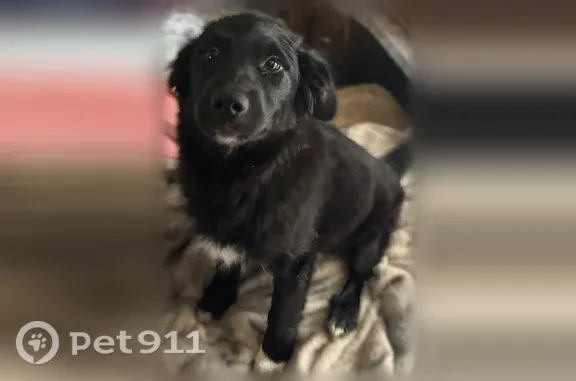 Lost male dog, Jefferson Avenue, 3465, Ogden — black and without a collar - photo