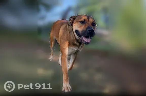 Lost dog, Butler Road, 4354, Reisterstown — male with a black snout - photo