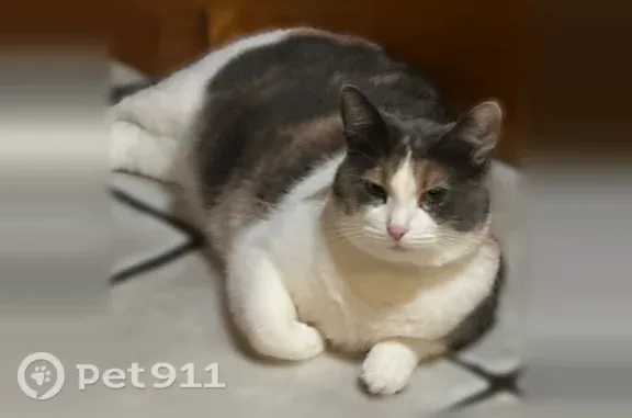 Lost female cat, Jefferson Avenue, 8766, Munster — bald spot on lower back - photo