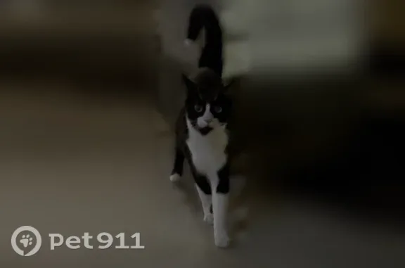 Lost and found pets Vista, photo: Lost cat, South Diamond Bar Boulevard, 2380, Diamond Bar, Vista — neutered male with a white chest