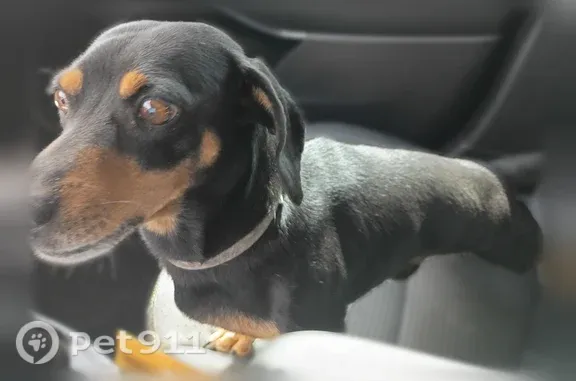 Lost dog, West Bushwood Court, 233, Florence — small, friendly male Dachshund-Chihuahua mix - photo
