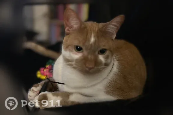 Lost and found pets Chicago, photo: Lost cat, East Scott Street, 65, Chicago — orange with white face markings