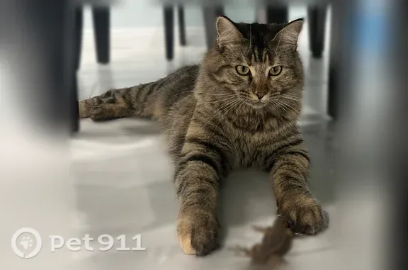 Lost and found pets Fountain Valley, photo: Lost cat, La Luna Avenue, 9456, Fountain Valley — female brown tabby with yellow-green eyes