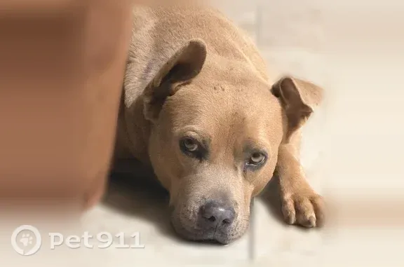 Missing dog Tulsa, photo: Lost dog, male, East 40th Place South, 9314, Tulsa — light eyes and no collar