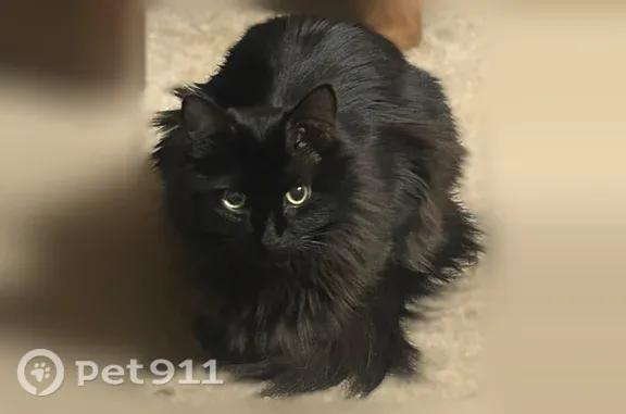 Lost cat, male, 36th Avenue Northwest, 6475, Norman — green eyes - photo