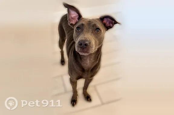 Lost and found pets Point Roberts, photo: Lost dog, female, Southwest Vesta Street, 4128, Point Roberts — no collar and very skittish