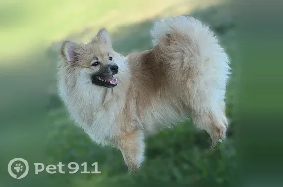 Lost and found pets Winton, photo: Lost dog, North Winton Way, 7180, Winton — male Pomeranian