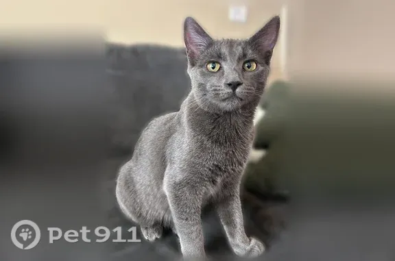 Lost cat, Foxwood Circle, 110, Bonaire, Warner Robins — gray female, collar may be off - photo
